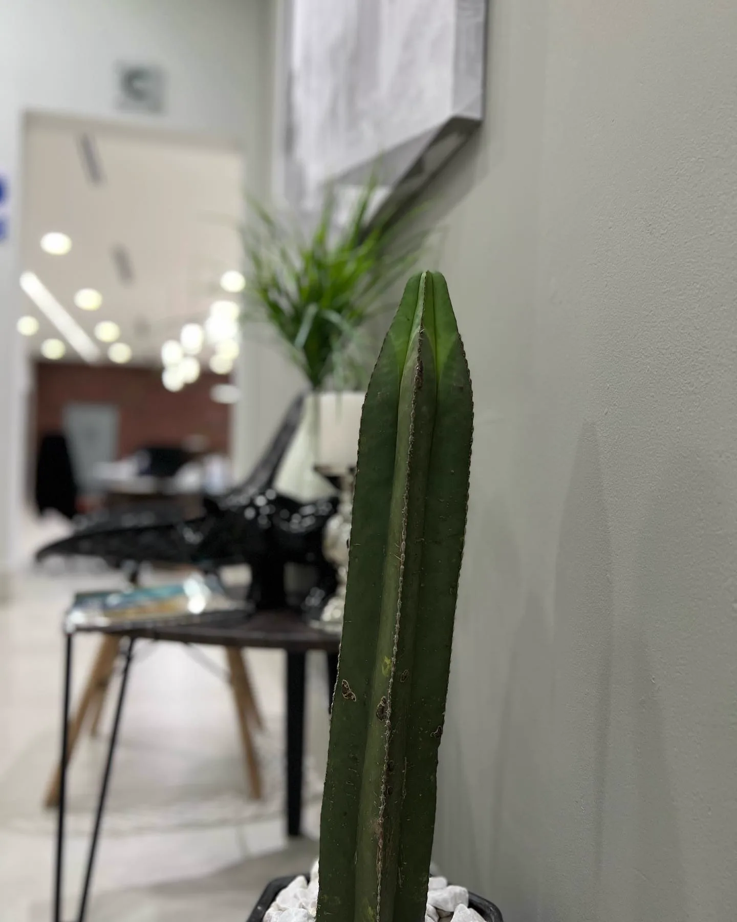 Detalle de un cactus en maceta junto al muro gris, con la oficina desenfocada al fondo.