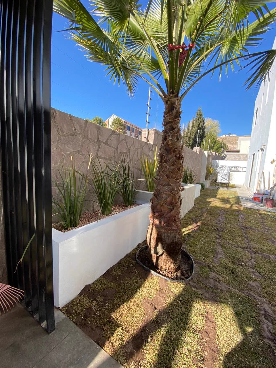 Palmera en el jardín junto a la pérgola y las jardineras blancas.